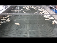 Máquina de limpieza de burbujas de champiñones